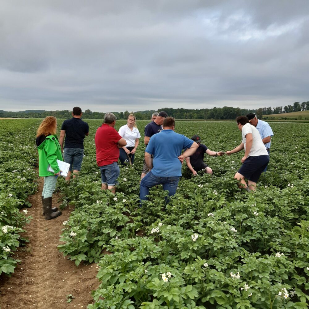Reims La Marne Agricole Pomme de terre Marne