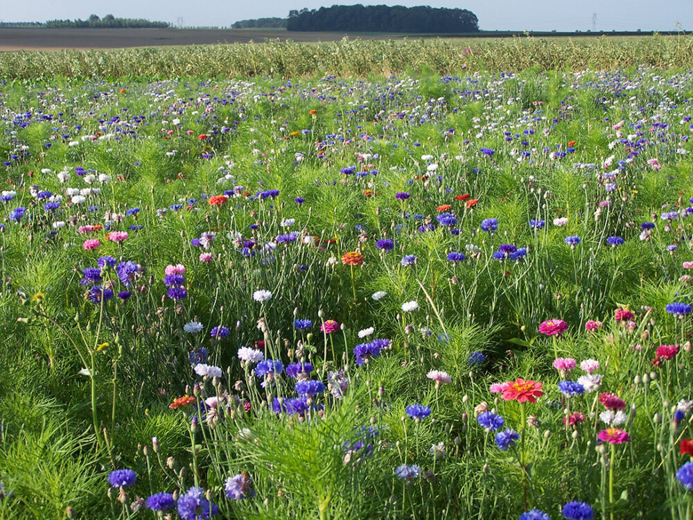 Reims La Marne Agricole Acquérir une parcelle ou un immeuble abandonné S'il est possible de trouver un bien abandonné en ville ou à la campagne, cette possibilité est strictement réglementée. Rappelons ce qui est envisageable pour acquérir un tel bien.