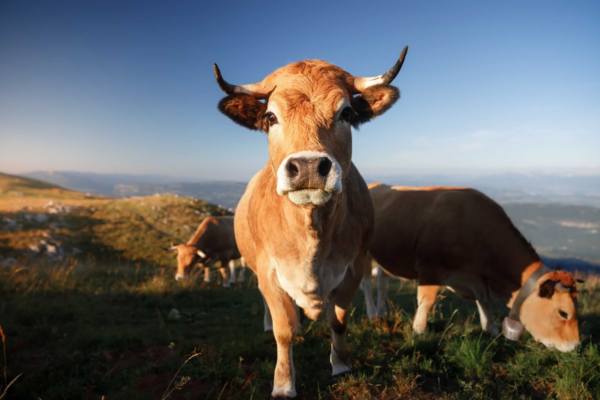 Bovins : la FNB veut enrayer la décapitalisation