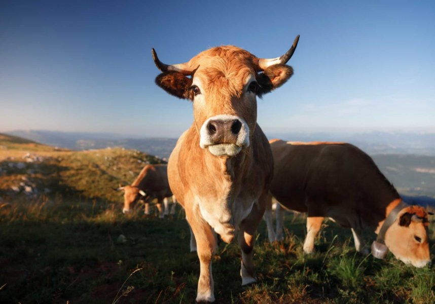 Bovins : la FNB veut enrayer la décapitalisation Bovins : la FNB veut enrayer la décapitalisation