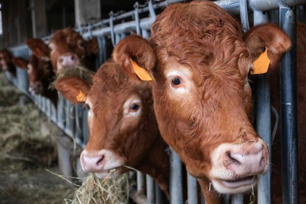 Broutards : deux marchés parallèles Broutards : deux marchés parallèles