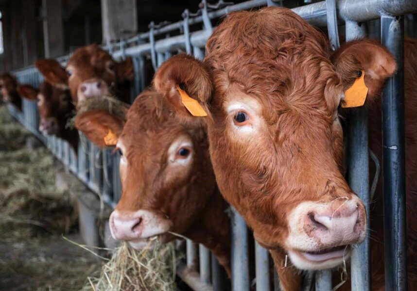 Broutards : deux marchés parallèles