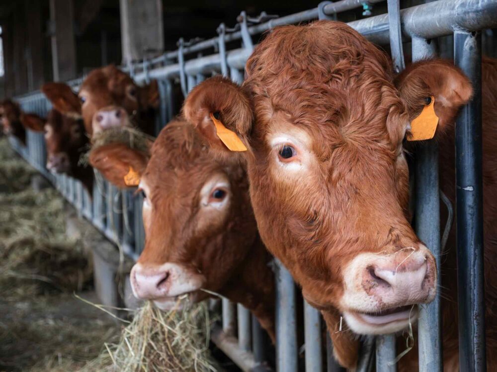 Reims La Marne Agricole Broutards : deux marchés parallèles Les prix des broutards de 350 kg, exportés depuis dans des zones indemnes de DNC, flambent. Mais les animaux vaccinés, de plus de 400 kg, sont décotés. Ils sont destinés au marché français.