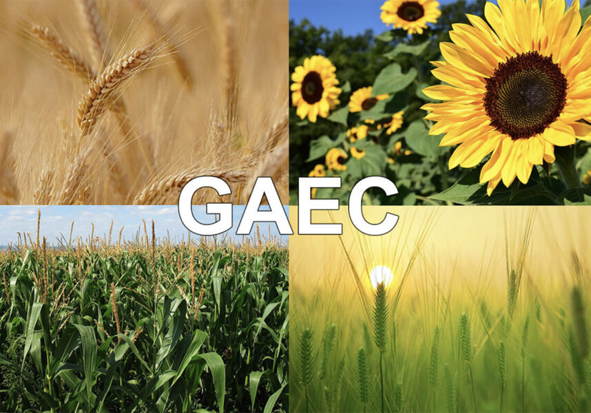 Gaec et pluriactivité des associés