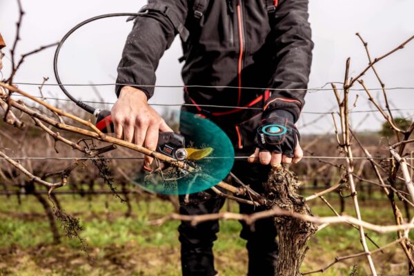 Marne : sécateurs, le “low cost” est-il devenu le luxe des imprudents ?