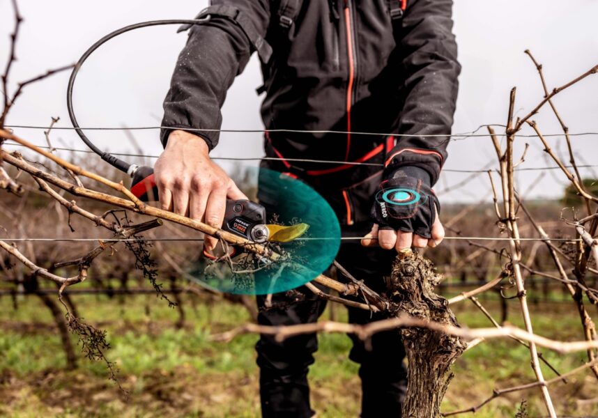 Marne : sécateurs, le “low cost” est-il devenu le luxe des imprudents ?