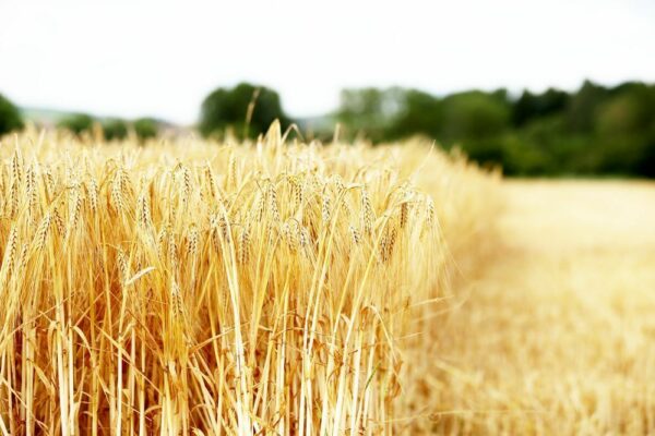 Marne : les mauvaises récoltes ont pénalisé les coopératives céréalières Marne : les mauvaises récoltes ont pénalisé les coopératives céréalières