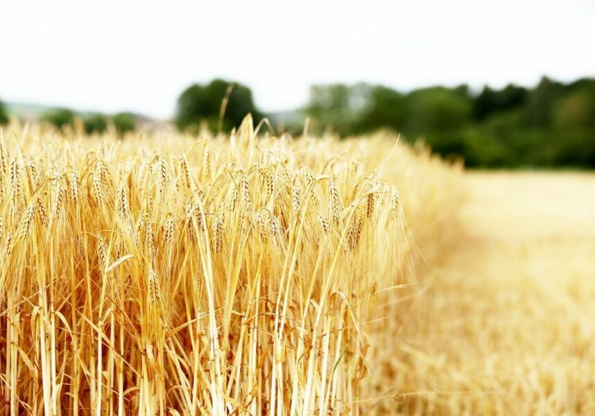 Marne : les mauvaises récoltes ont pénalisé les coopératives céréalières Marne : les mauvaises récoltes ont pénalisé les coopératives céréalières