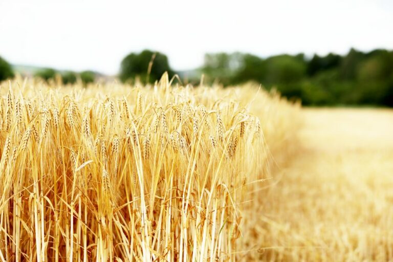 Reims La Marne Agricole Fonds d’urgence céréaliers : comment en bénéficier ?La DDT de la Marne communique sur le fonds d’urgence exceptionnel relatif au soutien à la filière céréalière et protéagineuse, ouvert jusqu’au 28 février 2026 seulement.
