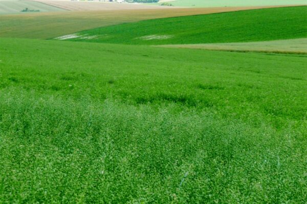 Breuvery-sur-Coole : la cameline, une graine aux multiples débouchés Breuvery-sur-Coole : la cameline, une graine aux multiples débouchés