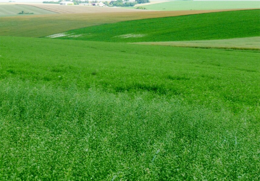 Breuvery-sur-Coole : la cameline, une graine aux multiples débouchés Breuvery-sur-Coole : la cameline, une graine aux multiples débouchés