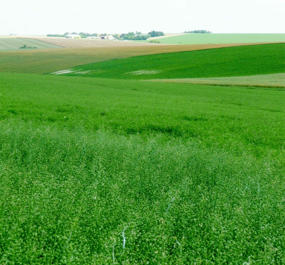 Reims La Marne Agricole Breuvery-sur-Coole : la cameline, une graine aux multiples débouchés Vous souhaitez diversifier votre assolement pour mieux faire face aux aléas climatiques et sécuriser votre système de production ? Parmi les cultures qui suscitent un intérêt croissant, la cameline apparaît comme une piste intéressante.