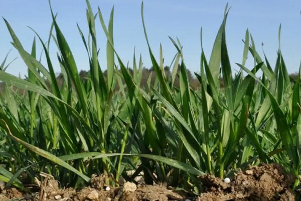 Grand Est : une bonne valorisation des premiers apports d’azote