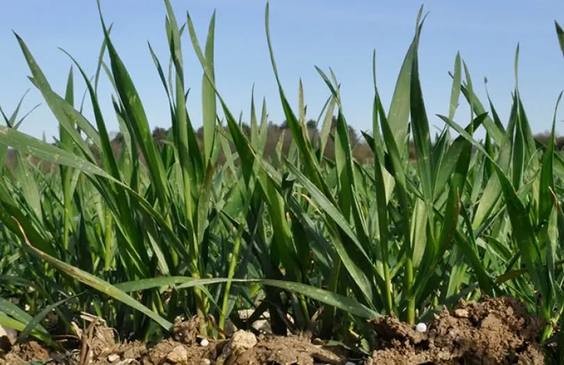Reims La Marne Agricole Grand Est : une bonne valorisation des premiers apports d’azote L’observatoire de l’état de la nutrition azotée du blé en Grand Est compte 62 parcelles de blé réparties sur la Champagne-Ardenne, la Lorraine et l’Alsace, représentant une diversité de situations pédoclimatiques et de précédents culturaux. Le point sur la situation. Tout au long de la campagne de fertilisation, l’INN (indice de nutrition azotée) sera mesuré dans ces parcelles à l’aide de la pince N-tester® ou de l’outil CHN-conduite, afin de piloter l’azote au plus près des besoins du blé. Qu’en est-il de l’indice de nutrition azotée des plantes au 17 mars ? Quelles stratégies adopter ? Réponses selon les outils de pilotage en dynamique de l’azote.