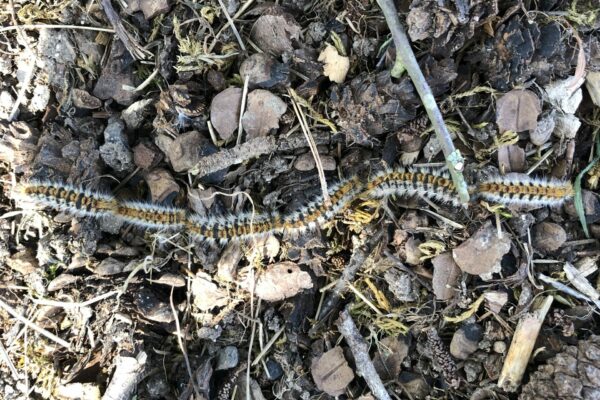 Les chenilles processionnaires du pin sont de sortie