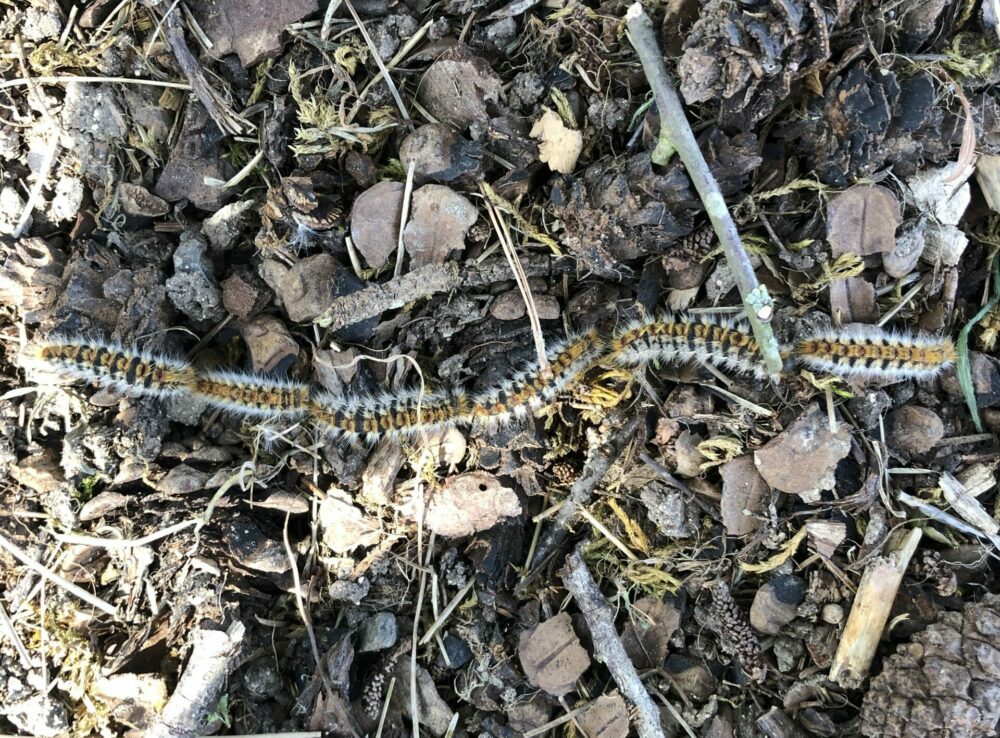 Reims La Marne Agricole Les chenilles processionnaires du pin sont de sortie Les chenilles processionnaires refont surface et se déplacent en longues files indiennes dans les parcs, jardins et forêts. Si leur procession fascine, leur danger est bien réel : leurs poils urticants peuvent provoquer irritations et troubles respiratoires, et sont une menace sérieuse pour les animaux domestiques.