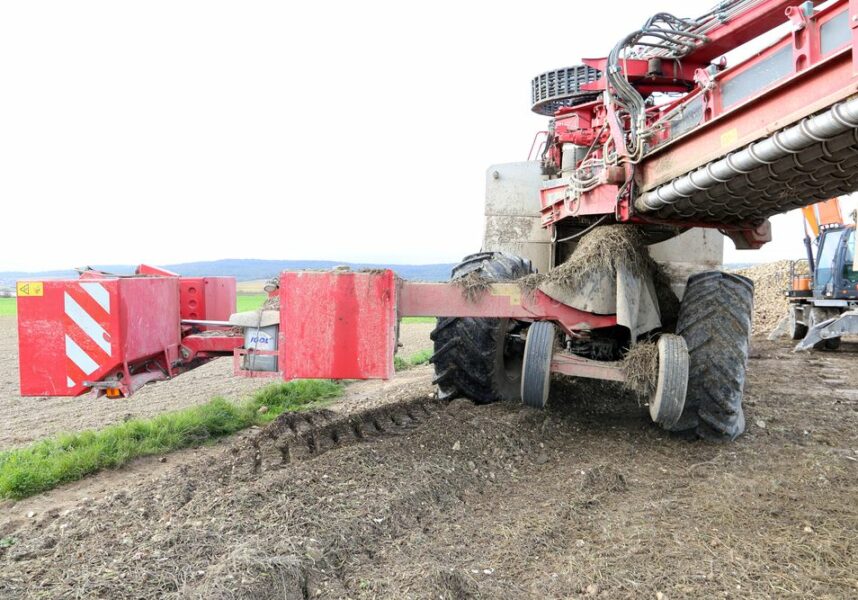 Marne : la gestion des cordons de déterrage de betterave pour lutter contre la jaunisse