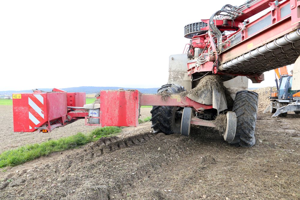 Reims La Marne Agricole Betterave : gestion des cordons de déterrage jaunisse betterave L’ITB (Institut technique de la betterave) a détecté, courant février, une forte contamination des repousses de betteraves par le virus de jaunisse (près de 70 % des échantillons issus de cordons de déterrage sont contaminés).