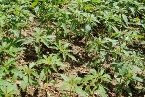 Chanvre : les étapes clés pour une culture réussie