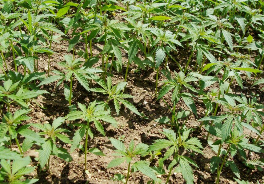 Chanvre : les étapes clés pour une culture réussie Chanvre : les étapes clés pour une culture réussie