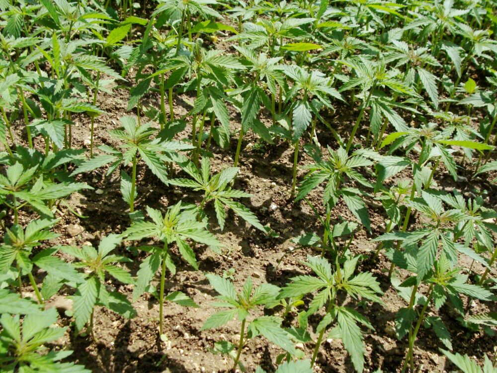 Reims La Marne Agricole Chanvre : les étapes clés pour une culture réussie L’implantation du chanvre est une étape déterminante pour la réussite de la culture. Espèce à cycle court, il ne tolère aucun arrêt de croissance après le semis. L’objectif est donc d’obtenir une levée rapide et homogène grâce à une structure du sol adaptée et une gestion maîtrisée de la fertilisation azotée.