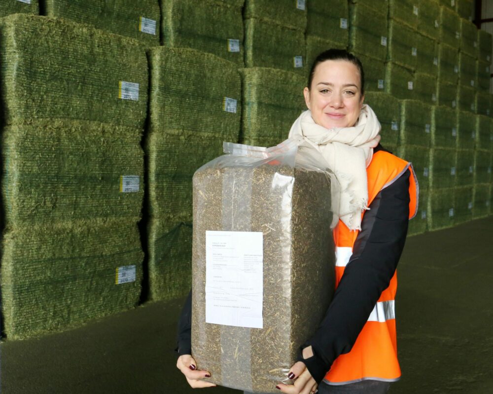 Reims La Marne Agricole La luzerne déshydratée prépare le futur Alors que la campagne luzerne déshydratée vient de commencer en Champagne-Ardenne, la filière poursuit ses innovations afin de répondre aux attentes exigeantes de l’élevage caprin, porcin et équin.