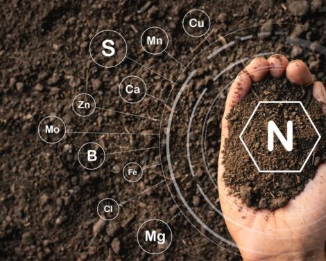 Le point sur la fertilisation azotée du blé en Grand Est