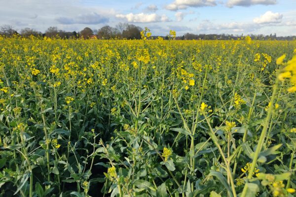 Colza : comprendre le phénomène de floraison lente, peu explosive, et ses facteurs aggravants Colza : comprendre le phénomène de floraison lente, peu explosive, et ses facteurs aggravants