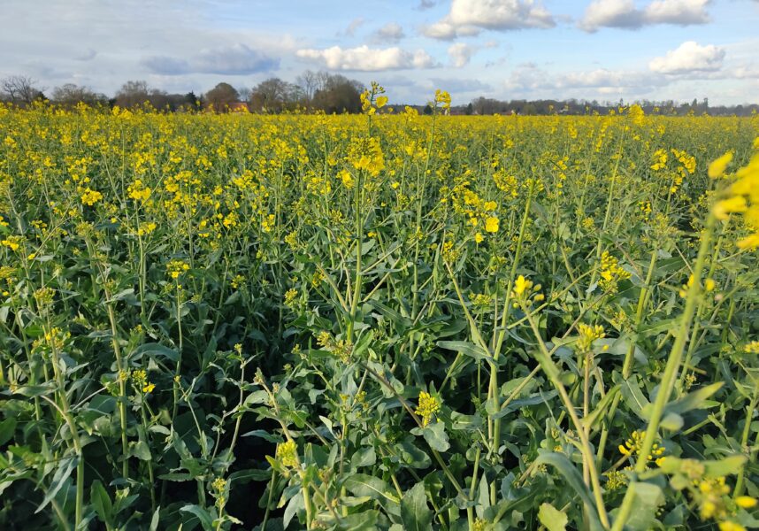Colza : comprendre le phénomène de floraison lente, peu explosive, et ses facteurs aggravants Colza : comprendre le phénomène de floraison lente, peu explosive, et ses facteurs aggravants