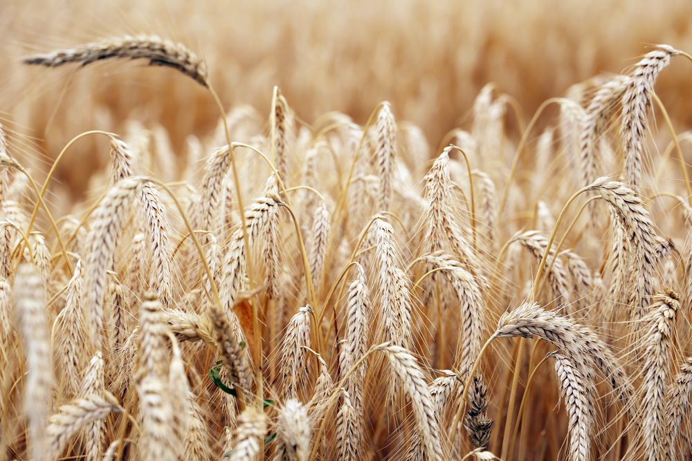 Reims La Marne Agricole La loi d’urgence agricole sur les rails Les ministères de l’Agriculture et de la Transition écologique ont dévoilé à la presse le 7 avril les grandes lignes du projet de loi d’urgence agricole présentée le 8 avril au Conseil des ministres. Ce texte se veut avant tout « pratique » et « concret », indique-t-on au gouvernement