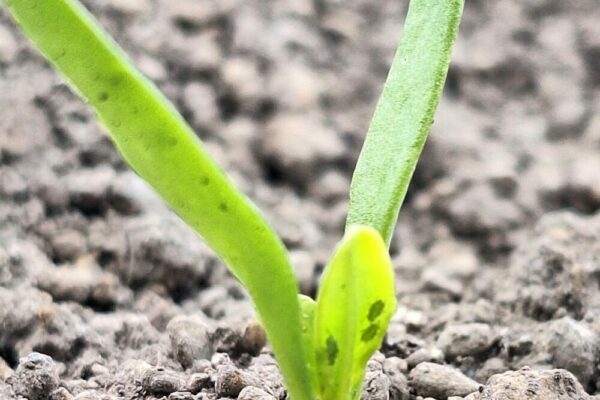 Marne :  les betteraves menacées par la jaunisse