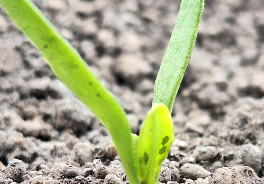 Marne : les betteraves menacées par la jaunisse Marne : les betteraves menacées par la jaunisse