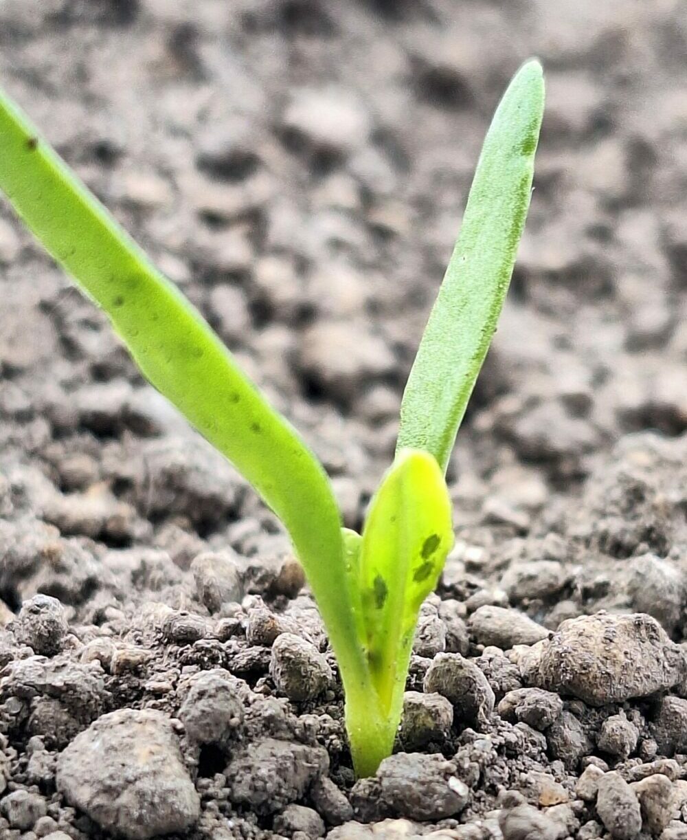Reims La Marne Agricole Jaunisse : la production de betteraves menacée Face au risque d’une nouvelle invasion précoce de pucerons vecteurs de la jaunisse, la CGB appelle à changer la loi française afin de pouvoir lutter efficacement comme les autres pays européens en ont la possibilité.