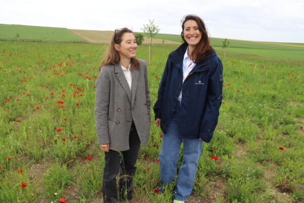 Ambonnay : des parcelles de biodiversité fleurissent progressivement