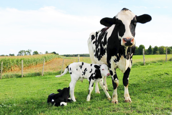 Vache de réforme et jeunes bovins : deux marchés parallèles Vache de réforme et jeunes bovins : deux marchés parallèles