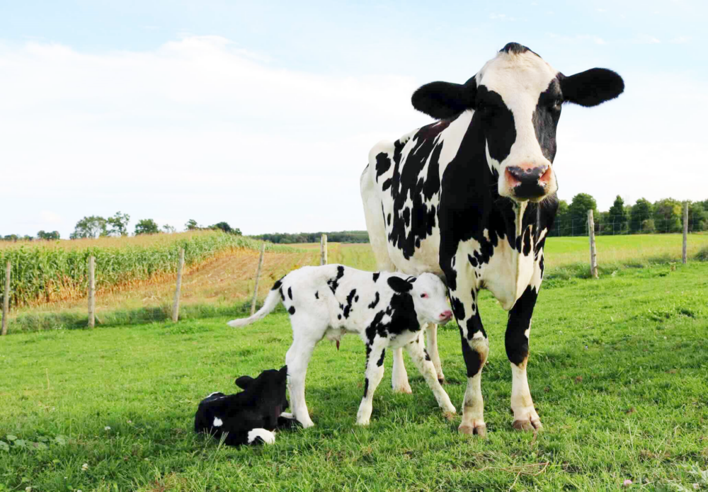 Reims La Marne Agricole Vache de réforme et jeunes bovins : deux marchés parallèles La France valorise mieux la viande de vache de réforme que ses voisins européens davantage adeptes de viande de jeunes bovins.