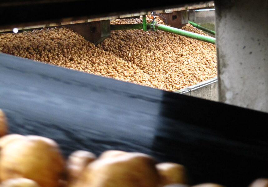 Pomme de terre : gestion des excédents et options de valorisation