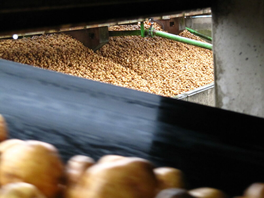 Reims La Marne Agricole Pomme de terre : gestion des excédents et options de valorisation La filière pomme de terre s’est mobilisée pour établir une stratégie afin d’écouler des stocks excédentaires.