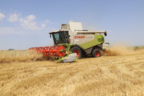 Moisson dans la Marne : orges d’hiver, des rendements qui s’annoncent globalement décevants
