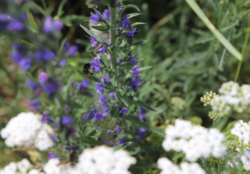 Vatry : des bandes enherbées pour nourrir les pollinisateurs