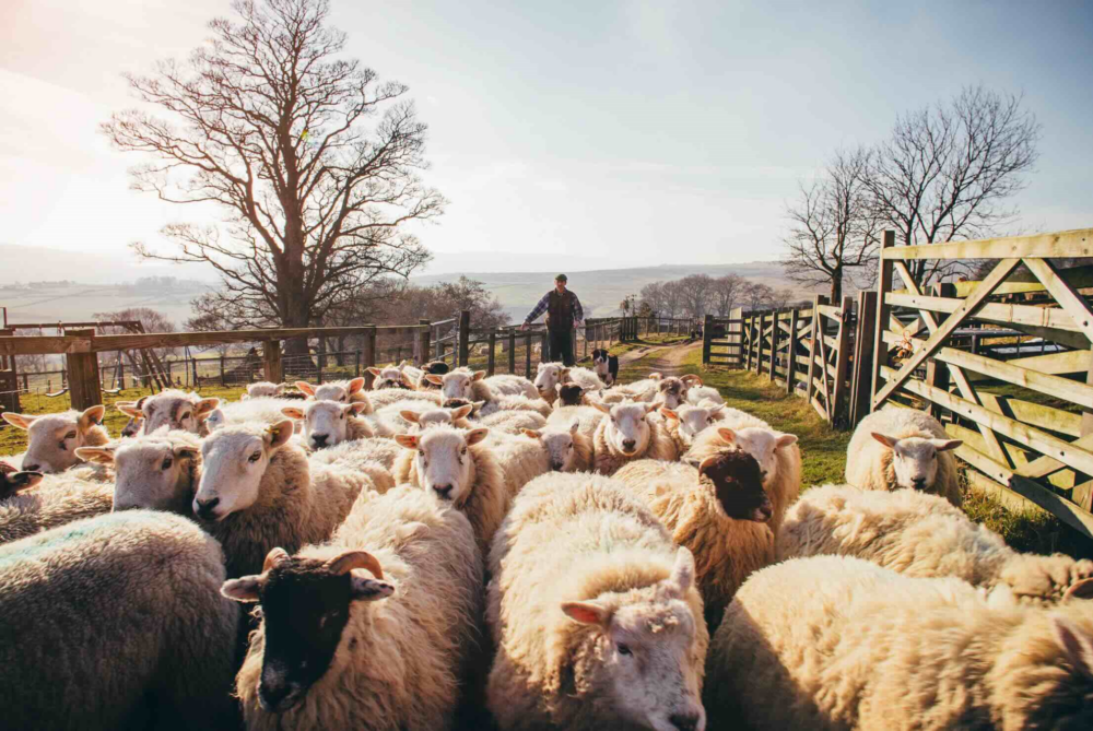 Reims La Marne Agricole Ovins : une hausse de production en trompe l’œil Depuis le début de l’année, la production de viande ovine a augmenté en France et au Royaume-Uni car le poids des animaux abattus est plus élevé et Pâques a été fêté très tôt.