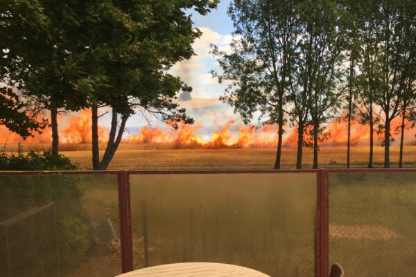 La Marne en vigilance rouge canicule : interdit de moissonner l’après-midi