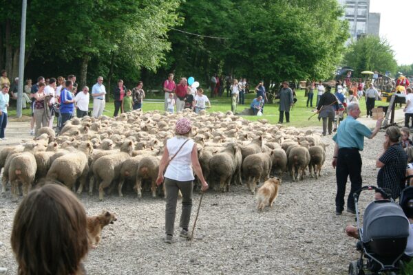 Sommepy-Tahure : ce dimanche, c’est la Fête du Mouton Sommepy-Tahure : ce dimanche, c’est la Fête du Mouton