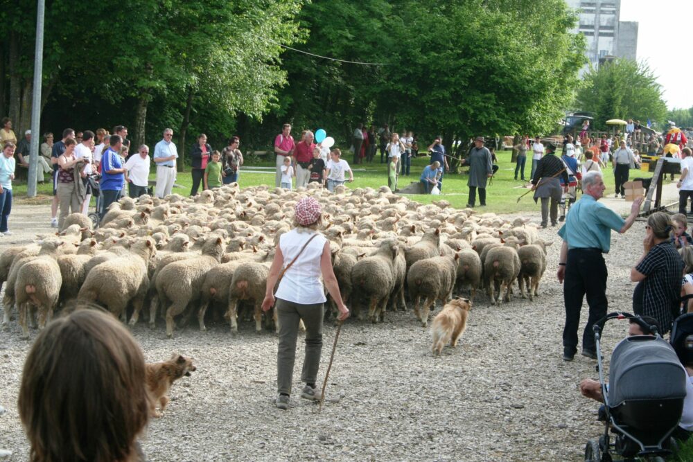 Reims La Marne Agricole Ce dimanche c’est la Fête du Mouton à Sommepy-Tahure Depuis 1984, et tous les quatre ans, le village de Sommepy-Tahure organise la Fête du Mouton, en partenariat avec la filière ovine de la région. Cette 10e édition se déroule ce dimanche 14 juin.
