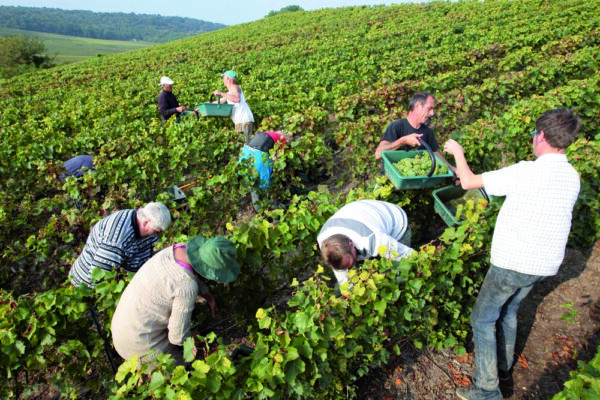 Vendanges 2026 : la Champagne fait front commun pour la sécurité et le bien-être