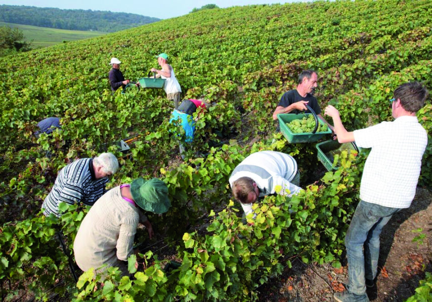Vendanges 2026 : la Champagne fait front commun pour la sécurité et le bien-être Vendanges 2026 : la Champagne fait front commun pour la sécurité et le bien-être