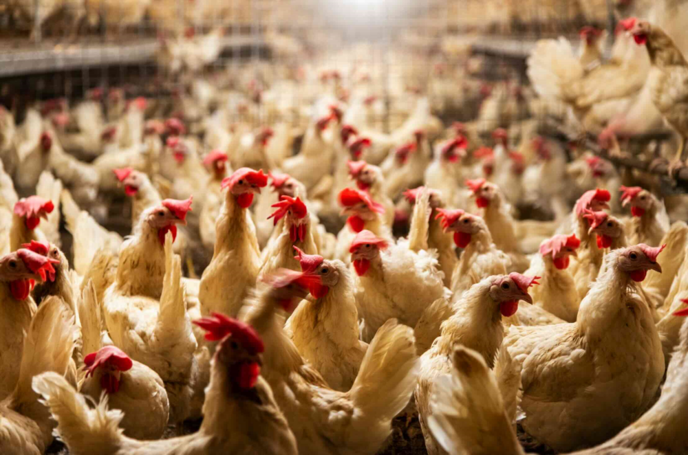 Reims La Marne Agricole Les éleveurs de volailles confrontés à la canicule Bretagne, Pays-de-la-Loire, Normandie : avec des températures dépassant les 40 degrés, plus de deux millions de volailles n’ont pas survécu à la canicule, soit un pour cent du cheptel national. Une période éprouvante pour les éleveurs.