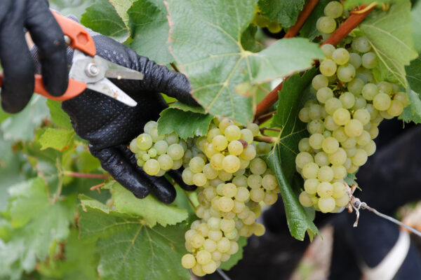 Vendanges en Champagne : la MSA veille au grain