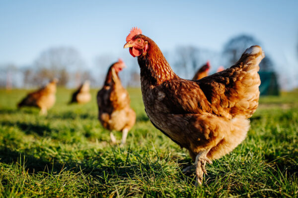 Poulet : la difficile reconquête de souveraineté en France Poulet : la difficile reconquête de souveraineté en France