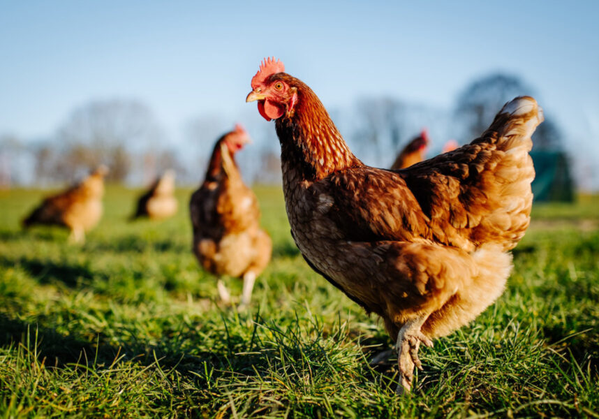 Poulet : la difficile reconquête de souveraineté en France Poulet : la difficile reconquête de souveraineté en France